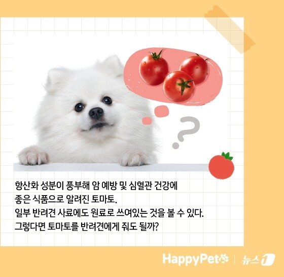 본문 이미지 - 암암 예방에 탁월한 토마토, 반려견에게 줄 때 주의할 점 &#40;사진 이미지투데이&#41; ⓒ News1 김지영 디자이너