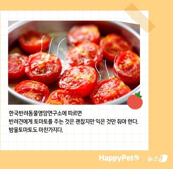 본문 이미지 - 암 예방에 탁월한 토마토, 반려견에게 줄 때 주의할 점 &#40;사진 이미지투데이&#41; ⓒ News1 김지영 디자이너