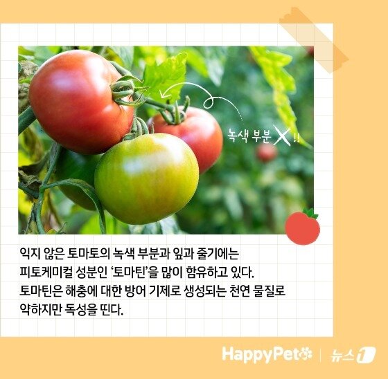 본문 이미지 - 암 예방에 탁월한 토마토, 반려견에게 줄 때 주의할 점 &#40;사진 이미지투데이&#41; ⓒ News1 김지영 디자이너