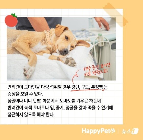 본문 이미지 - 암 예방에 탁월한 토마토, 반려견에게 줄 때 주의할 점 &#40;사진 이미지투데이&#41; ⓒ News1 김지영 디자이너