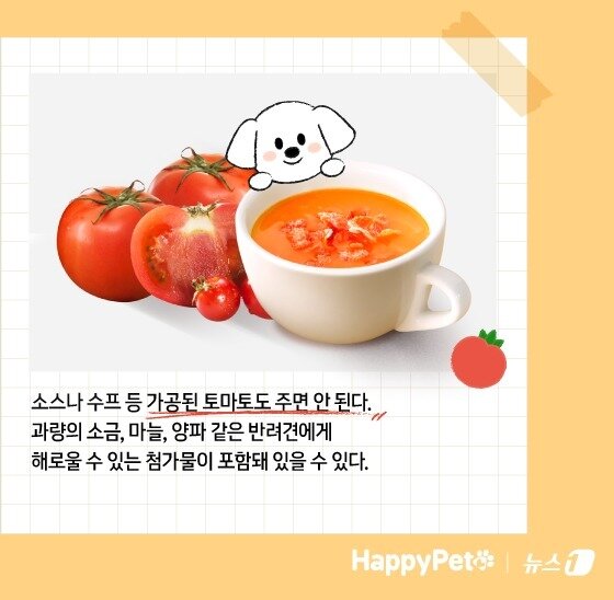 본문 이미지 - 암 예방에 탁월한 토마토, 반려견에게 줄 때 주의할 점 &#40;사진 이미지투데이&#41; ⓒ News1 김지영 디자이너