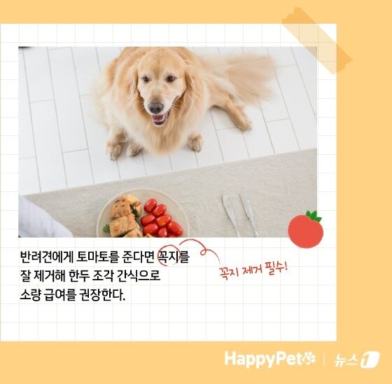 본문 이미지 - 암 예방에 탁월한 토마토, 반려견에게 줄 때 주의할 점 &#40;사진 이미지투데이&#41; ⓒ News1 김지영 디자이너