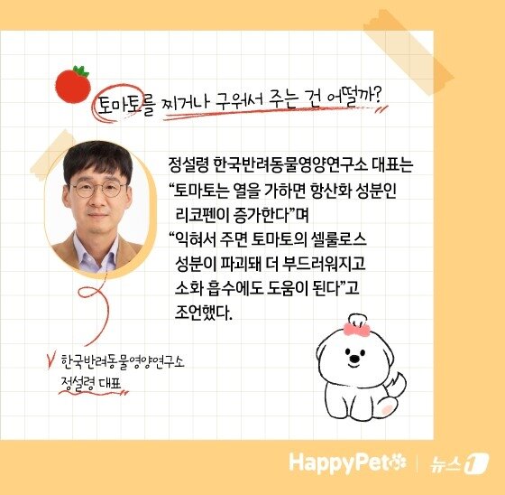 본문 이미지 - 암 예방에 탁월한 토마토, 반려견에게 줄 때 주의할 점 ⓒ News1 김지영 디자이너