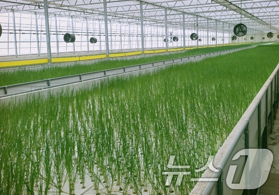 본문 이미지 - 아쿠아포닉스 기법으로 만들어지는 '뿌파'의 모습.(천리팜 제공) 2024.6.7/뉴스1 