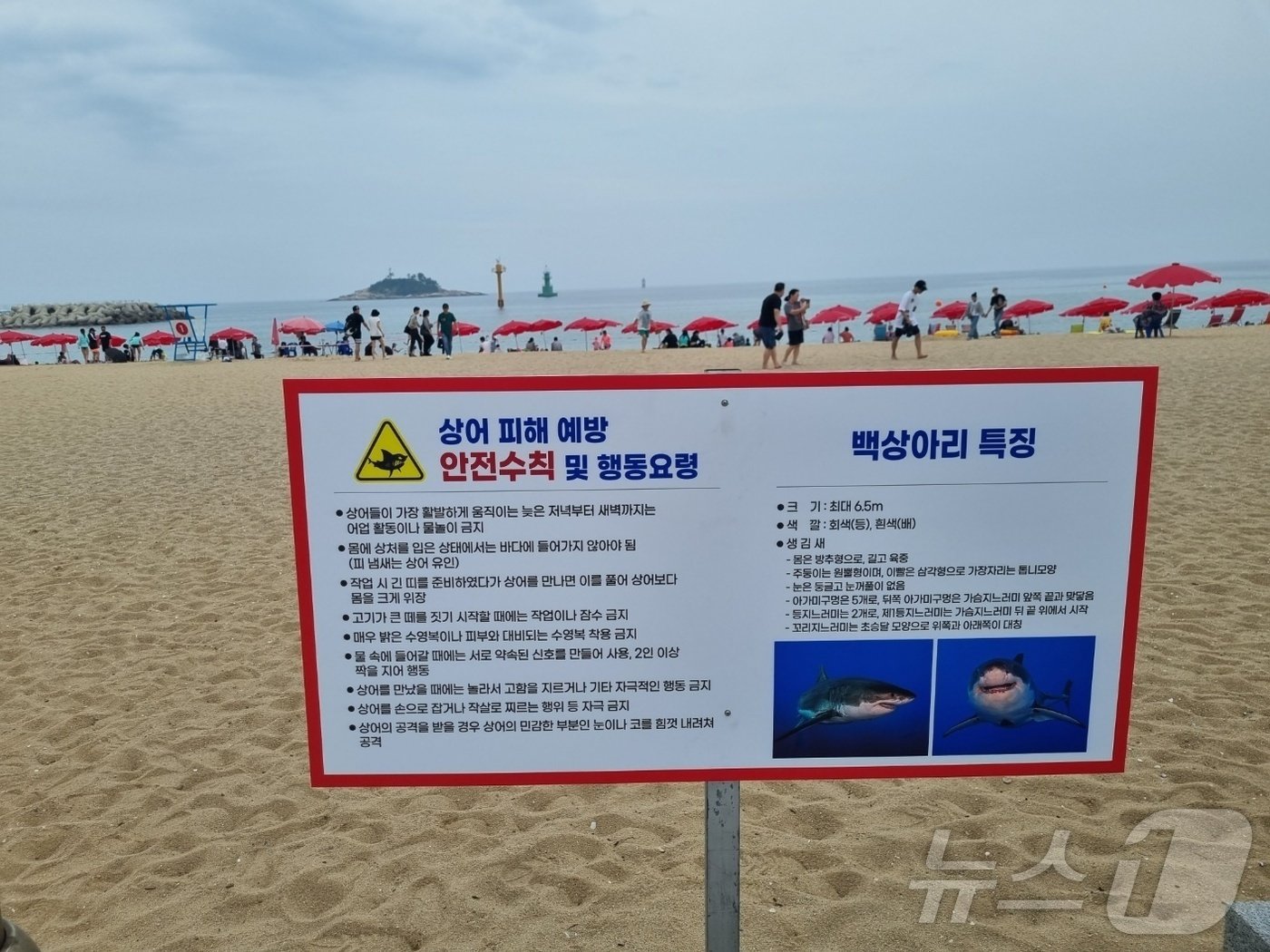 본문 이미지 - 지난해 강원 속초시 속초해수욕장 백사장에 설치된 상어 피해예방 안전수칙 안내판./뉴스1