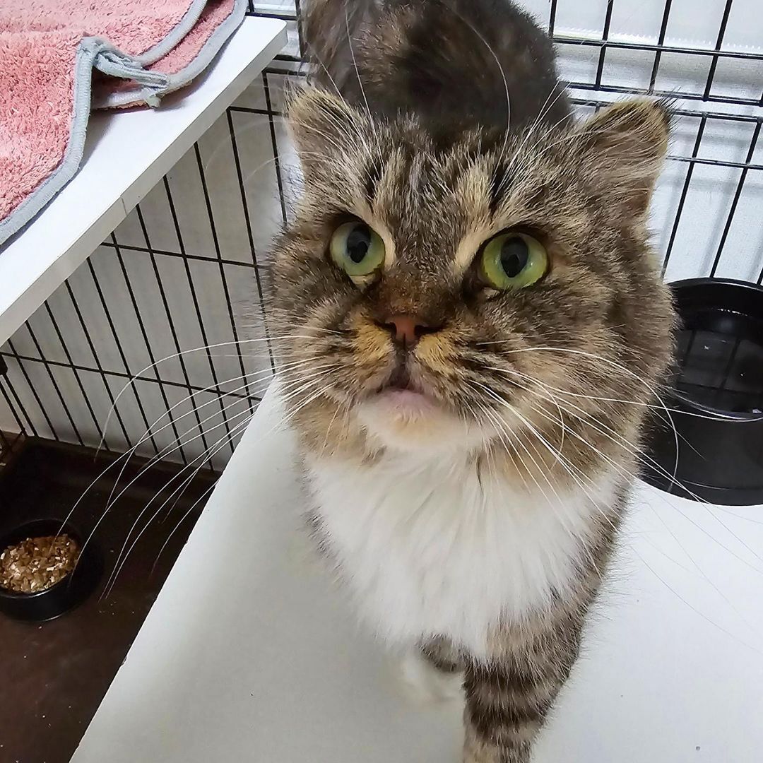 본문 이미지 - 영양실조와 전염병을 버텨내며 임신한 채로 구조된 고양이 '니니'(나비야사랑해 제공) ⓒ 뉴스1