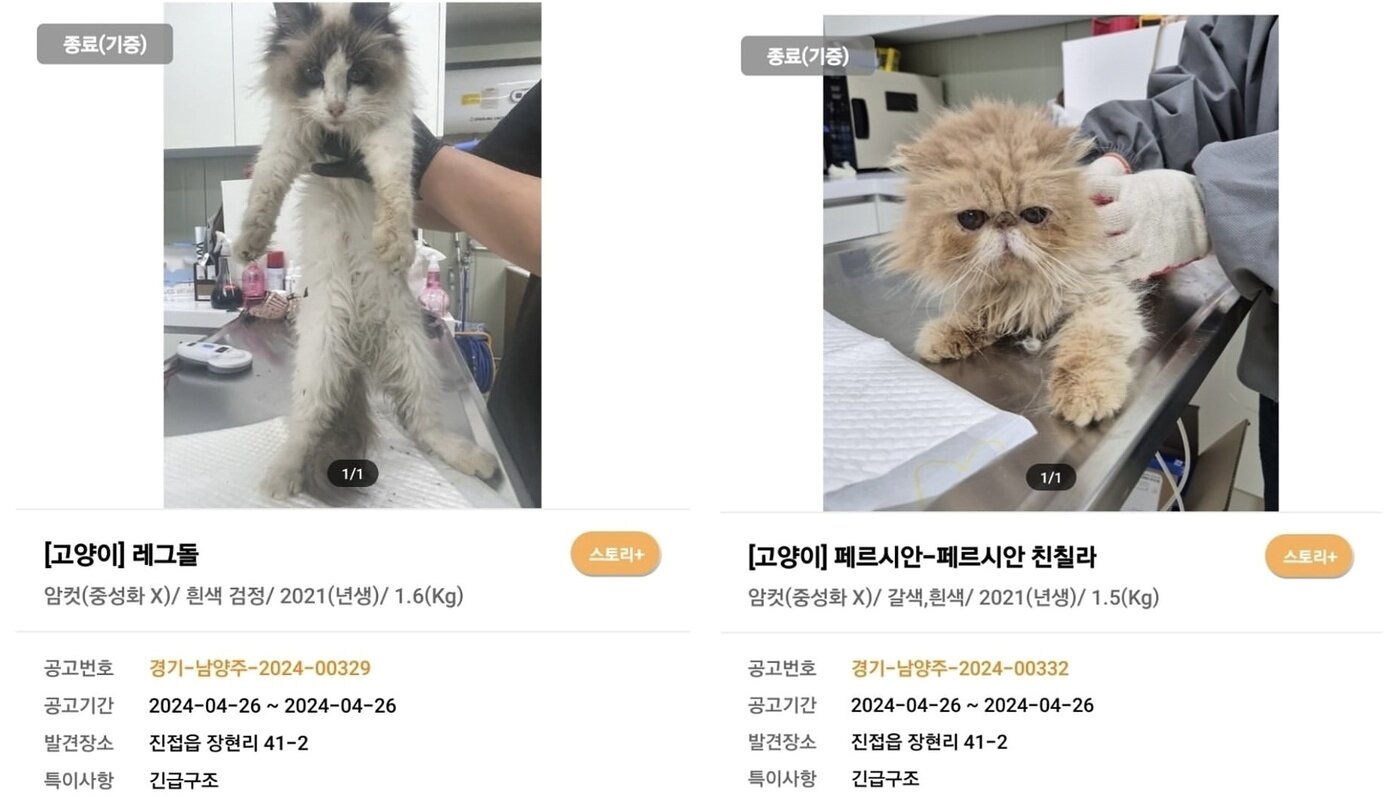 본문 이미지 - 가정번식장에서 방치되어 있던 고양이들 (나비야사랑해 제공) ⓒ 뉴스1