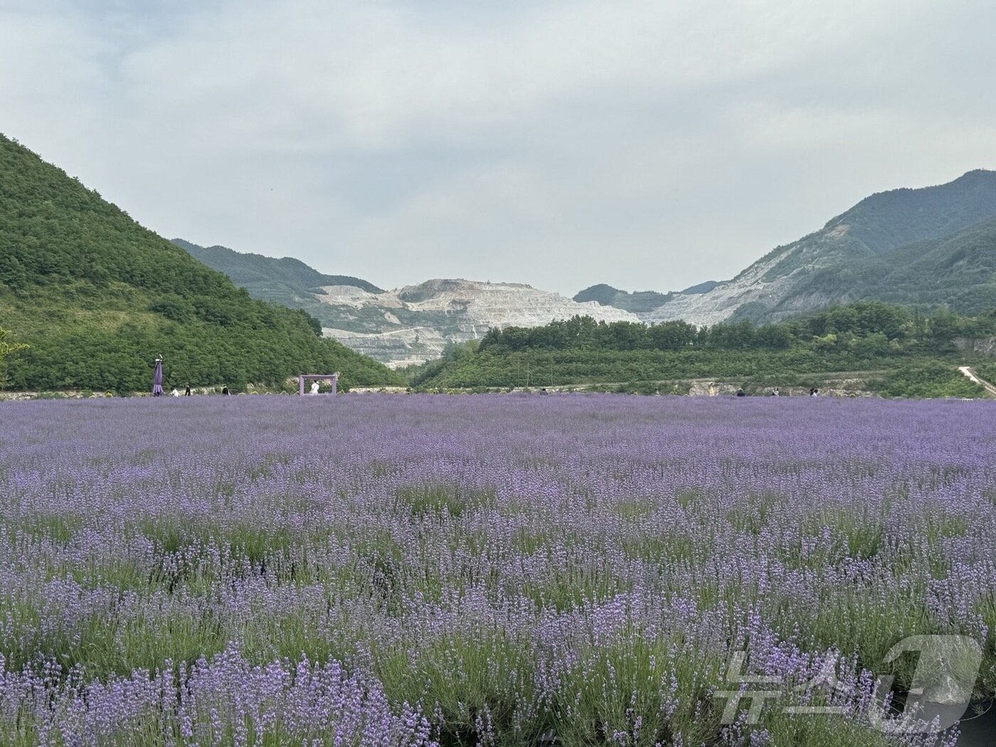 본문 이미지 - 보랏빛 라벤더로 물든 동해 무릉별유천지의 모습. ⓒ 뉴스1 김형준 기자