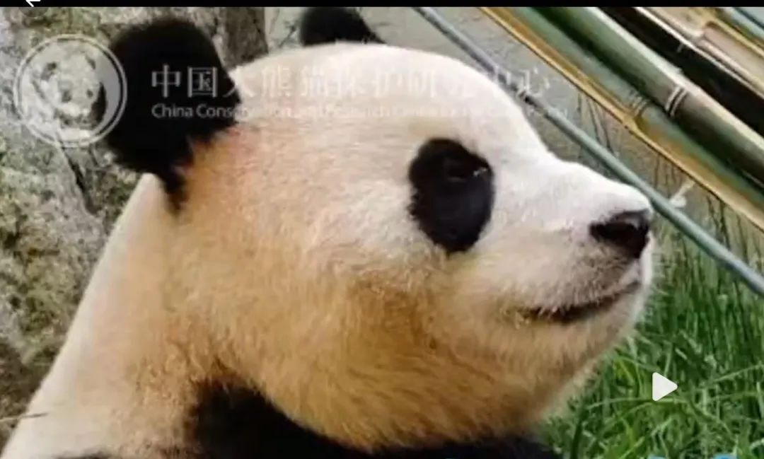 본문 이미지 -  일어선 자세에서는 목의 털 눌린 자국이 없어진다며 중국 판다센터가 제시한 사진(중국 더페이퍼 갈무리)