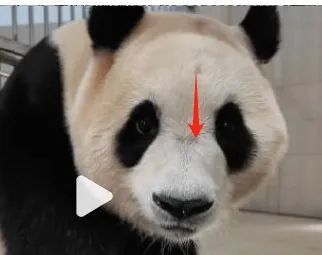 본문 이미지 - 푸바오 정수리의 홈이 다른 날에는 다른 위치에도 있다며 중국판다센터가 제시한 사진( (중국 더페이퍼 갈무리)