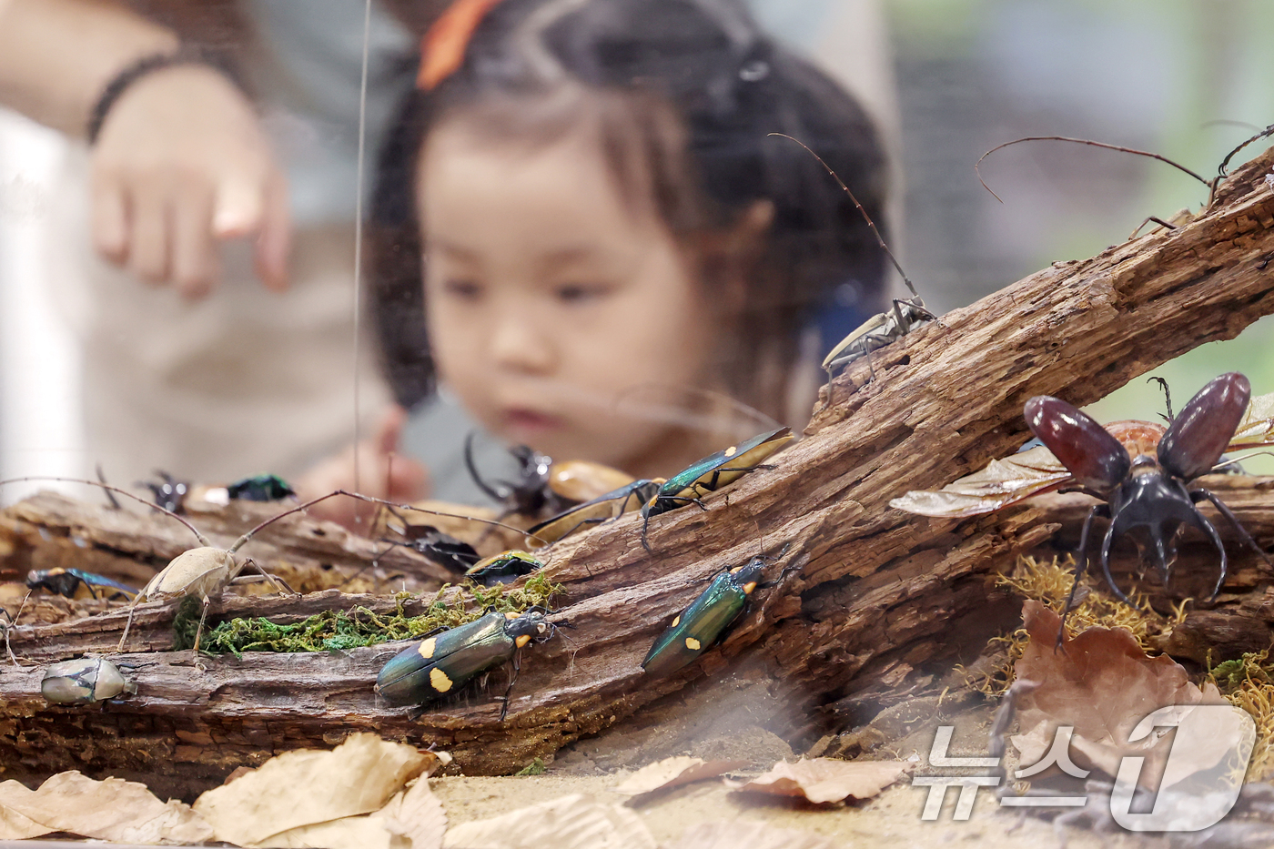 (서울=뉴스1) 민경석 기자 = 9일 서울 강남구 세텍(SETEC)에서 열린 '2024 제8회 대한민국 곤충경진대회'를 찾은 어린이들이 곤충 표본을 관찰하고 있다. 2024.6.9 …