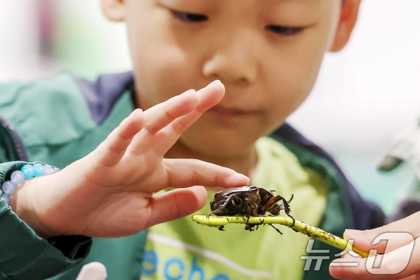 (서울=뉴스1) 민경석 기자 = 9일 서울 강남구 세텍(SETEC)에서 열린 '2024 제8회 대한민국 곤충경진대회'를 찾은 어린이들이 장수풍뎅이를 관찰하고 있다. 2024.6.9 …