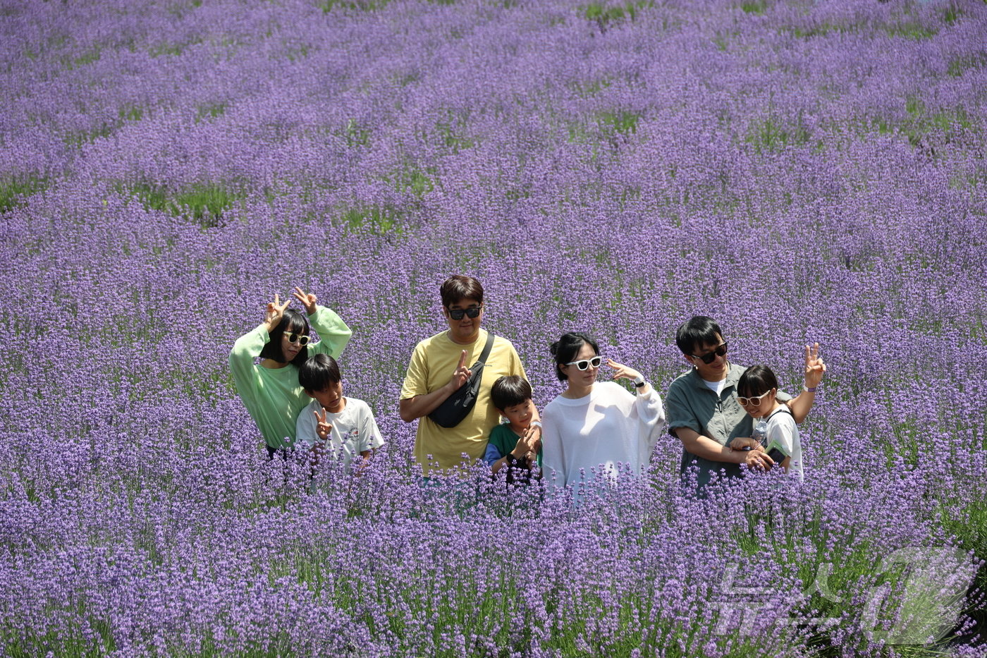 본문 이미지 - 9일 강원 동해 무릉별유천지에서 열리고 있는 라벤더축제장을 찾은 나들이객들이 즐거운 시간을 보내고 있다.(동해시 제공) 2024.6.9/뉴스1 