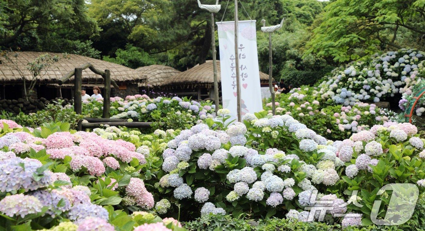 9일 오후 제주 서귀포시 표선면 제주민속촌에 여름꽃의 여왕이라 불리는 수국이 피어 관람객들의 눈길을 사로잡고 있다.2024.6.9/뉴스1 ⓒ News1 고동명 기자