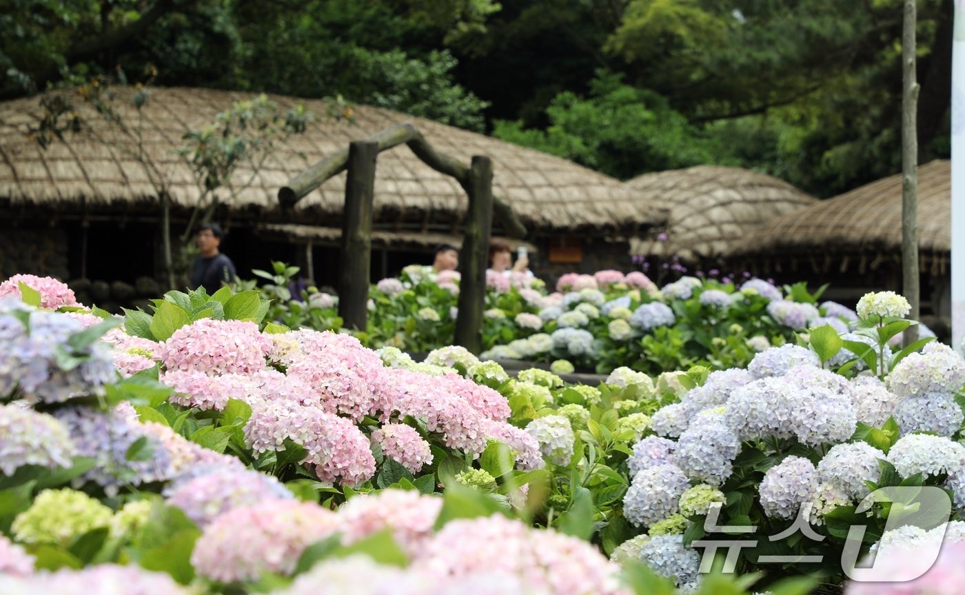 9일 오후 제주 서귀포시 표선면 제주민속촌에 여름꽃의 여왕이라 불리는 수국이 피어 관람객들의 눈길을 사로잡고 있다.2024.6.9/뉴스1 ⓒ News1 고동명 기자