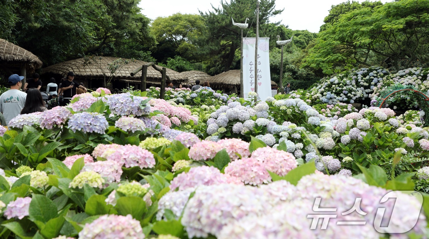(제주=뉴스1) 고동명 기자 = 9일 오후 제주 서귀포시 표선면 제주민속촌에 여름꽃의 여왕이라 불리는 수국이 피어 관람객들의 눈길을 사로잡고 있다.2024.6.9/뉴스1