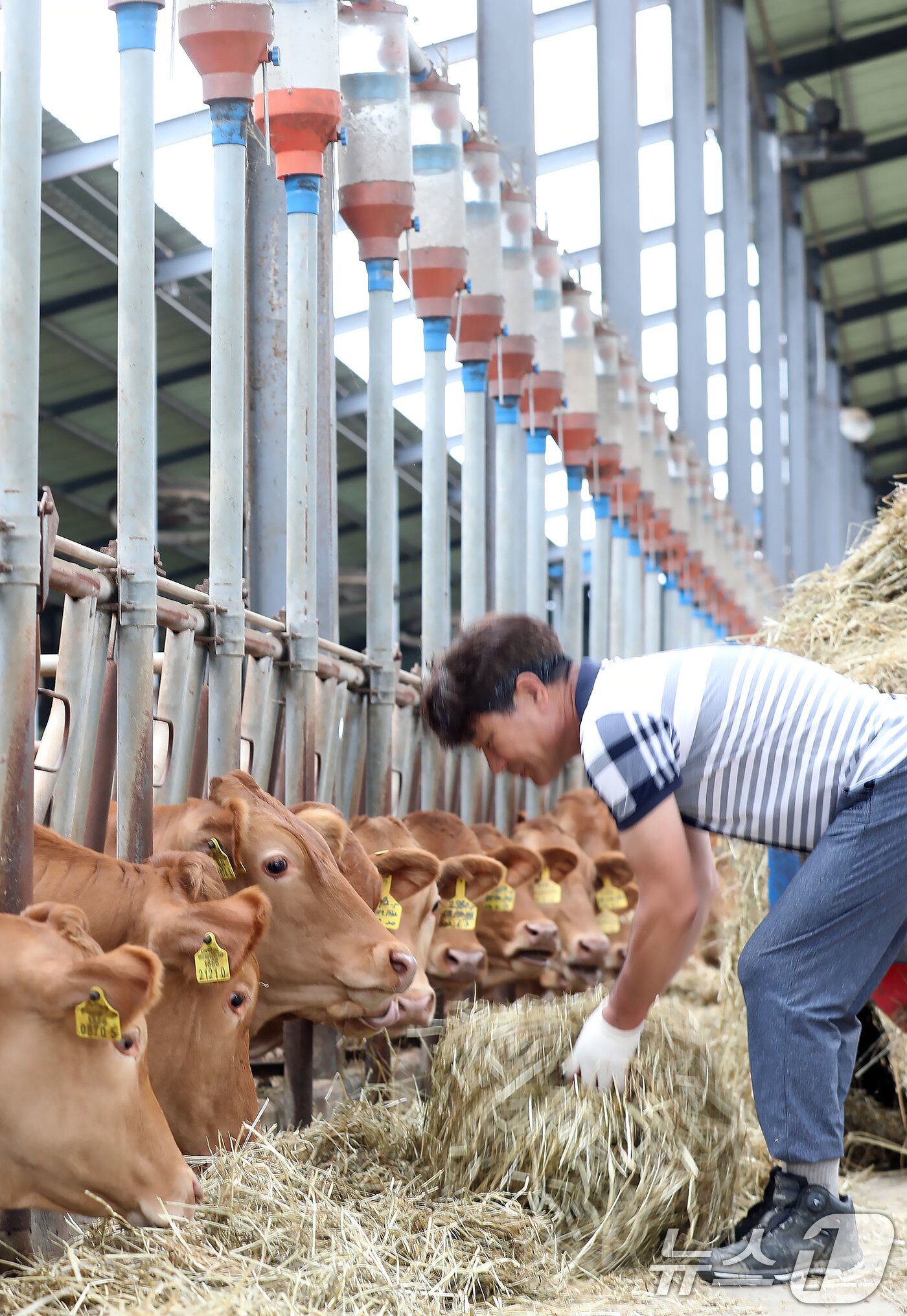본문 이미지 - 1일 오전 전남 나주시 공산면의 한 한우농가에서 정종안 씨(58)가 소에게 사료를 주고 있다. 2024.7.1/뉴스1 ⓒ News1 박지현 기자