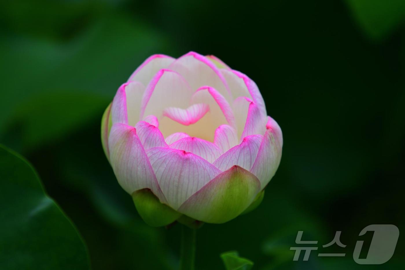 본문 이미지 - 국립세종수목원 한국전통정원 연꽃.(국립세종수목원 제공)/뉴스1