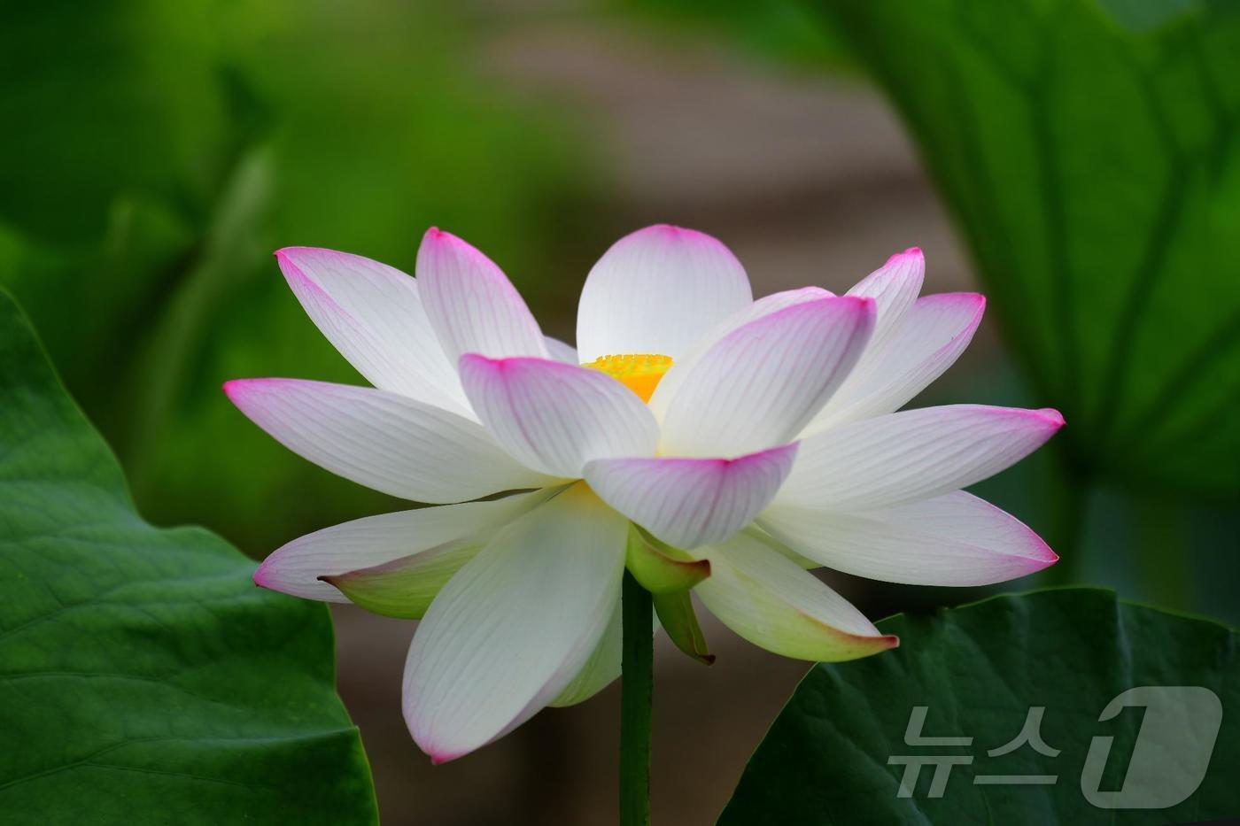 본문 이미지 - 국립세종수목원 한국전통정원 연꽃.(국립세종수목원 제공)/뉴스1