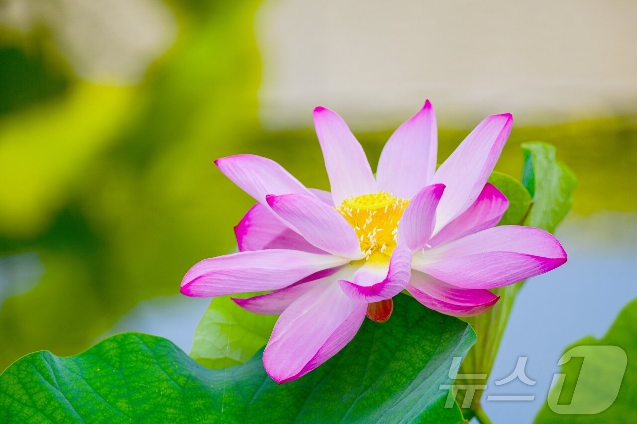 본문 이미지 - 국립세종수목원 한국전통정원 연꽃.(국립세종수목원 제공)/뉴스1