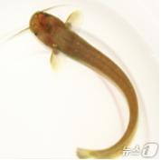 본문 이미지 - 국내 토종 민물고기 미유기.(강원도 글로벌본부 제공) 2024.7.10/뉴스1