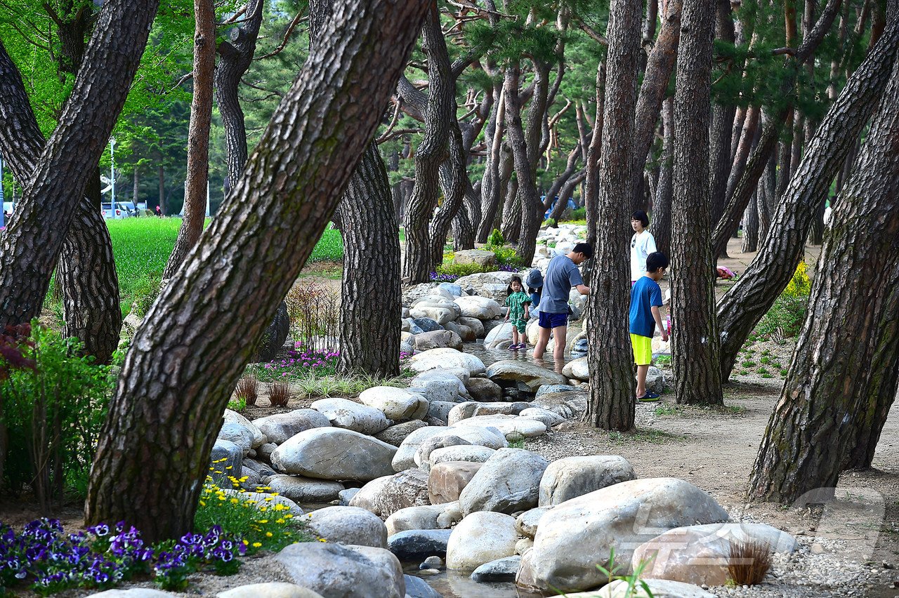 제천시가 5년 전 조성한 의림지솔밭공원 자연수로.2024.7.10/뉴스1