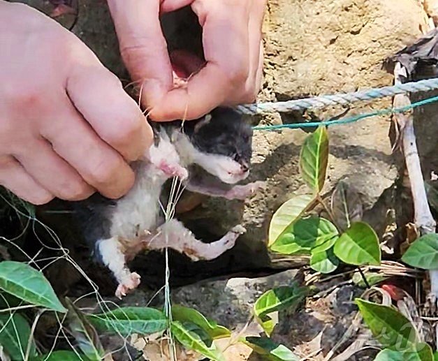 전남 고흥 바닷가 근처에서 그물에 걸려 울고 있던 새끼고양이 &#40;김효정 씨 제공&#41; ⓒ 뉴스1