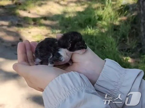 본문 이미지 - 전남 고흥 바닷가 근처에서 그물에 걸려있던 새끼 고양이 (김효정 씨 제공) ⓒ 뉴스1