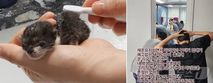 본문 이미지 - 온가족이 함께한 구더기 제거의 현장 (김효정 씨 제공) ⓒ 뉴스1