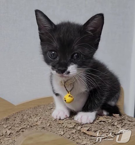 본문 이미지 - 무탈하게 자라준 미묘 고양이 '재원' (김효정 씨 제공) ⓒ 뉴스1