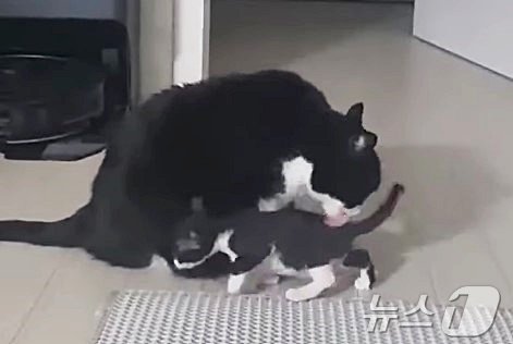 본문 이미지 - 반려묘 '미키'가 '재원'이를 그루밍해주는 모습 (김효정 씨 제공) ⓒ 뉴스1