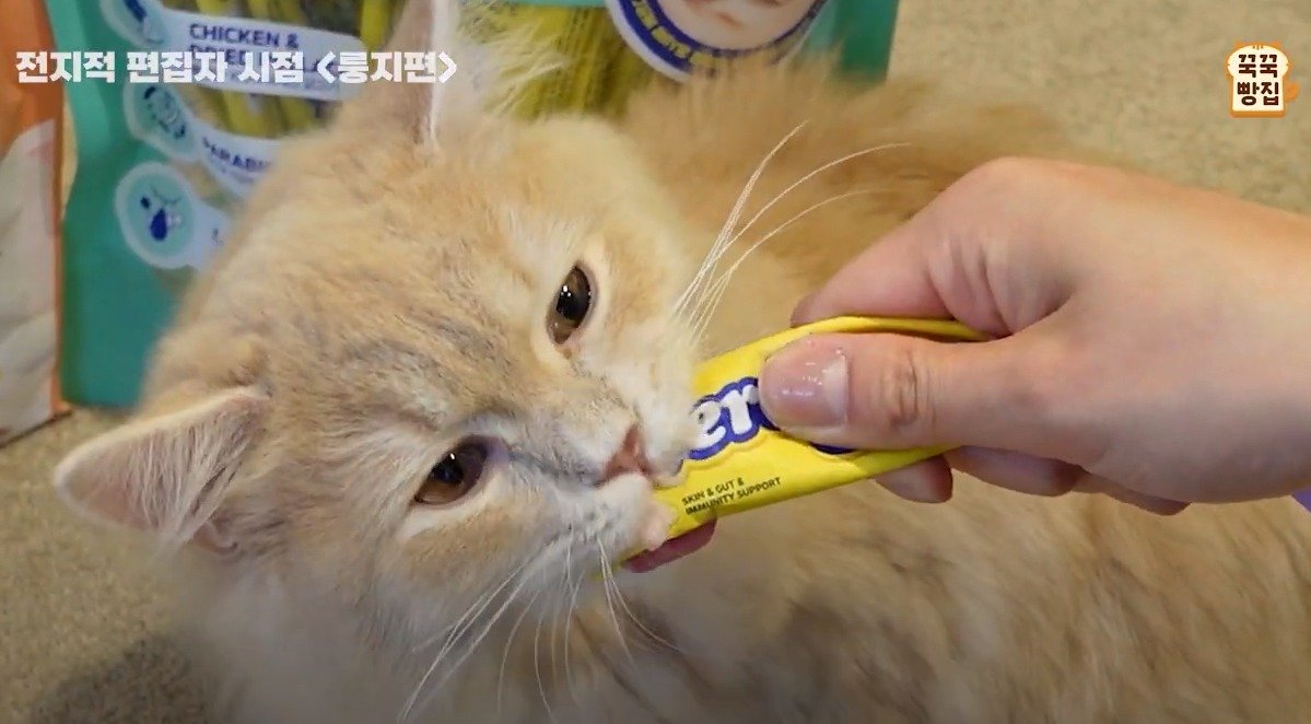 본문 이미지 - 꾹꾹빵집 유튜브 화면 갈무리 ⓒ 뉴스1