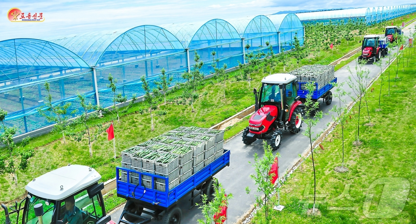 (평양 노동신문=뉴스1) = 북한 노동당 기관지 노동신문은 11일 연포온실농장 방문기를 싣고 "희한한 일터와 마을에 보람과 행복이 넘쳐난다"라고 보도했다. [국내에서만 사용가능. …