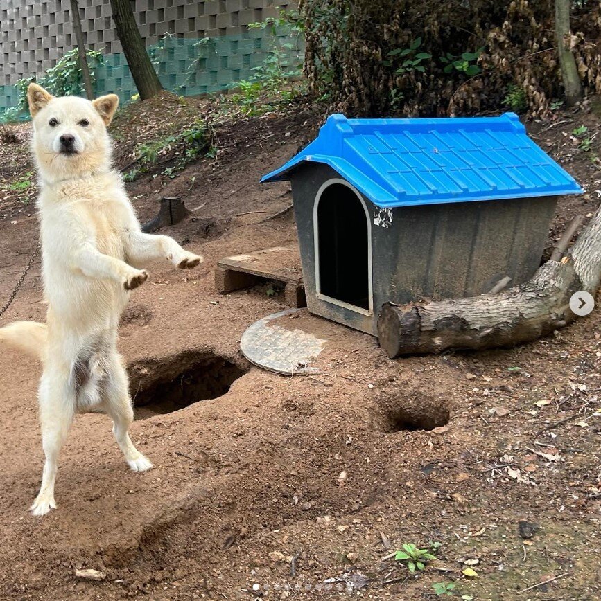 본문 이미지 - 구조 전 백돌이가 지내던 곳. 이 씨가 주변에 무성하던 잡초를 제거하고 집을 마련해줬다. &#40;이모 씨 제공&#41; ⓒ 뉴스1