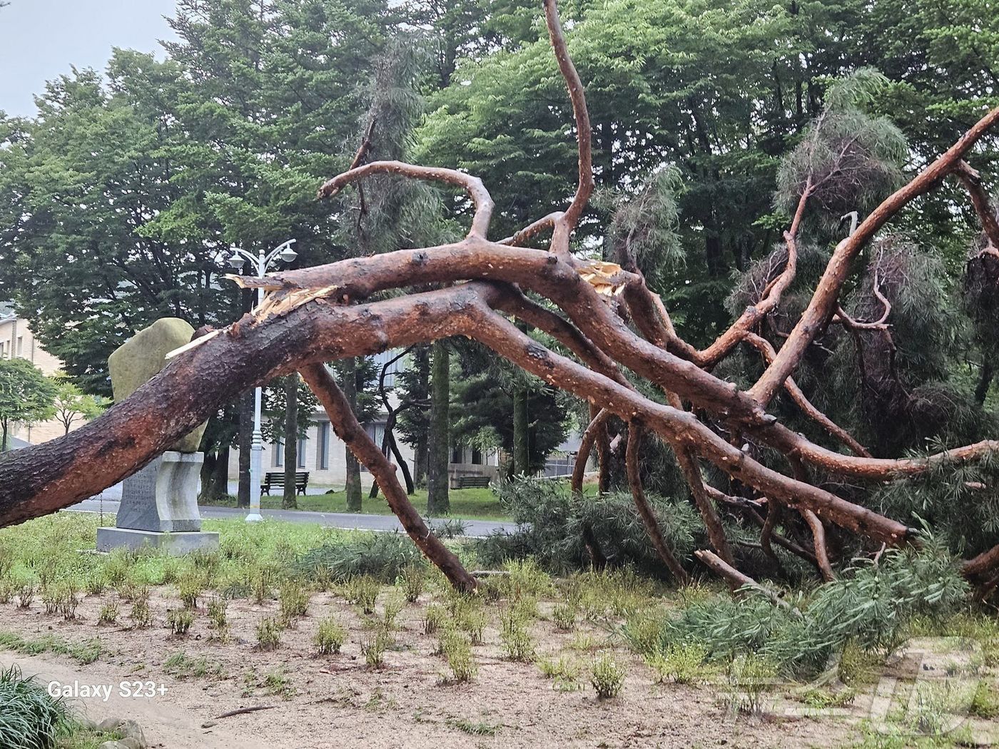 본문 이미지 - 뿌리째 뽑힌 의림지솔밭공원 노송.(독자제공)2024.7.13/뉴스1
