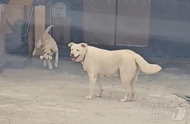 본문 이미지 - 자신이 좋아하는 간식을 포기하고 매번 새끼에게 물어다 주는 어미개의 사연이 화제를 모으고 있다. (정혜진 씨 제공) ⓒ 뉴스1