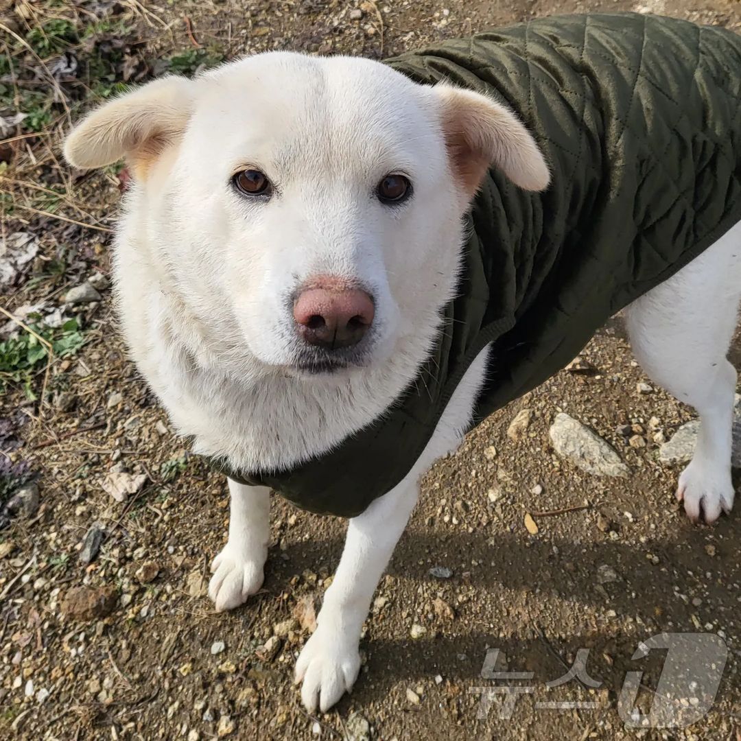 본문 이미지 - 정혜진 씨가 겨울에 챙겨준 방한복을 입고 있는 진순이 (정혜진 씨 제공) ⓒ 뉴스1