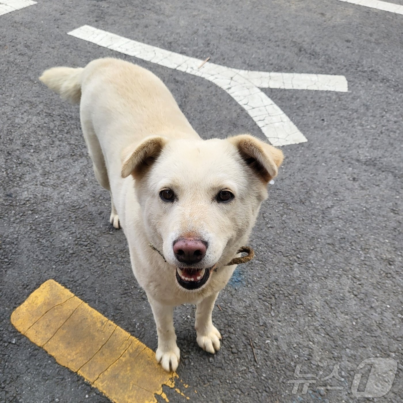 진순이는 직장 내 사유지에서 저녁 시간과 주말 동안 자유롭게 돌아다닌다. &#40;정혜진 씨 제공&#41; ⓒ 뉴스1