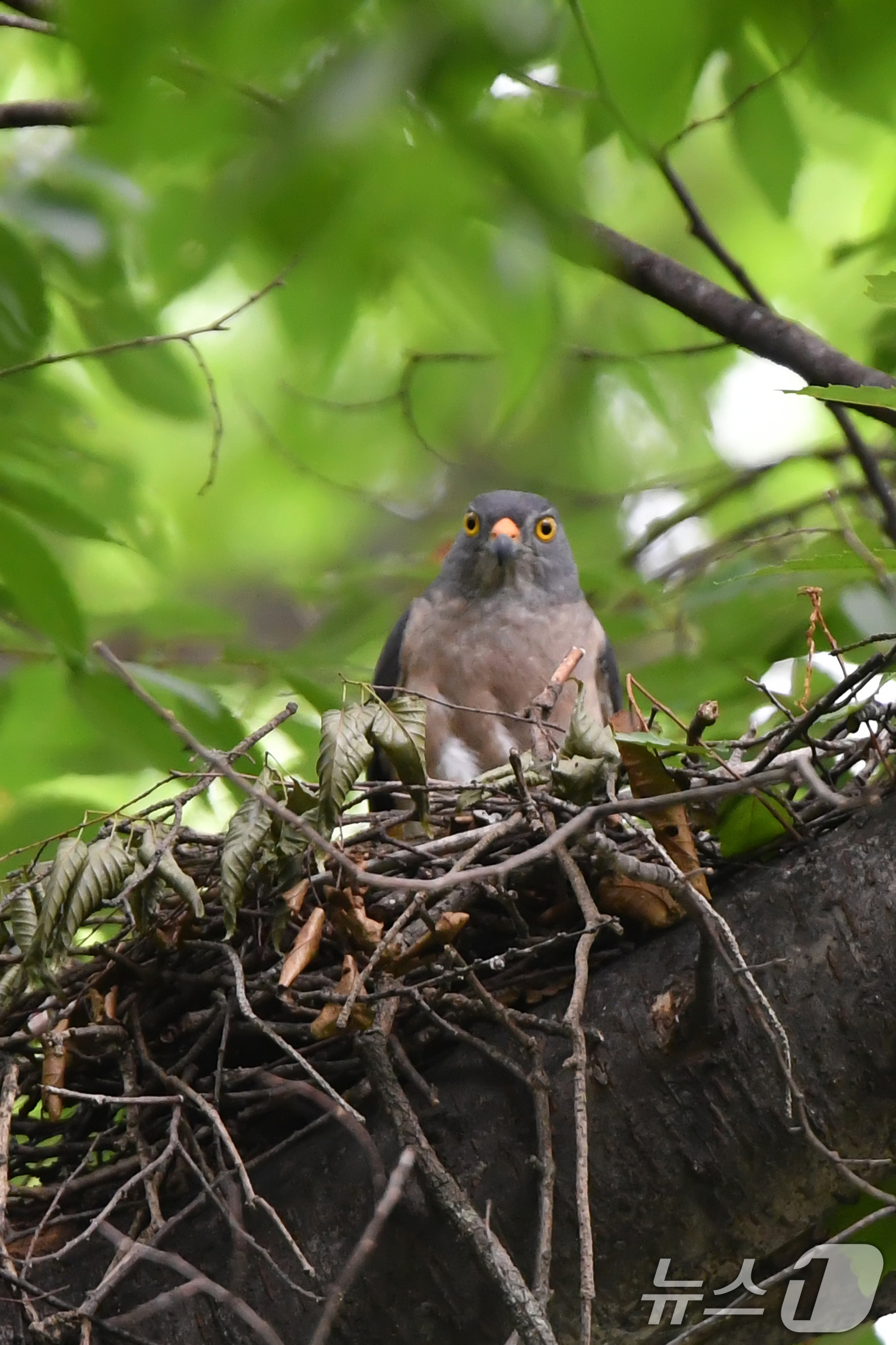 (경주=뉴스1) 최창호 기자 = 13일 오후 경북 경주시 한 계곡 고목 나무 위에서 국가유산청 지정 천연기념물이자 환경부 지정 멸종위기 야생생물 2급인 붉은배새매가 둥지를 지키고 …