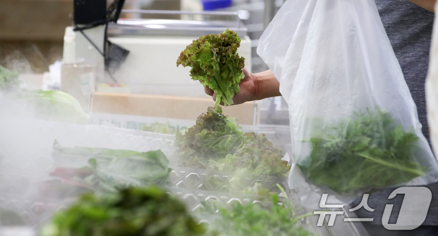 (서울=뉴스1) 이승배 기자 = 장마철 집중호우로 상추와 깻잎 등 쌈채소류 도매가격이 하루 만에 70% 안팎 급등하는 등 채소가격이 들썩이고 있다. 지난 12일 한국농수산식품유통공 …