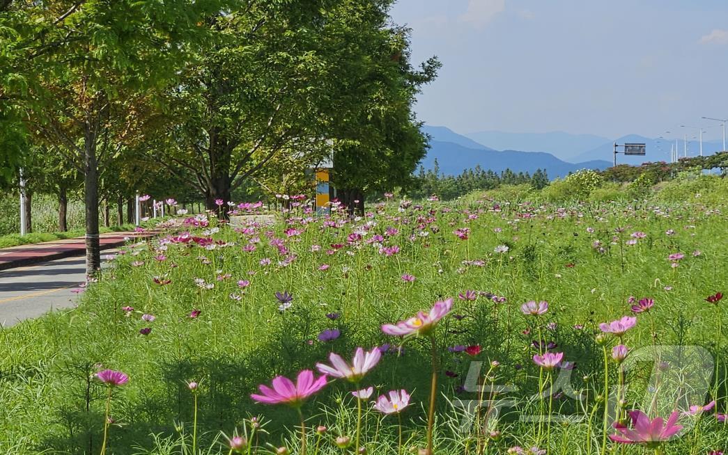 본문 이미지 - 2023년 삼락생태공원 내 도로변 코스모스 전경(부산시청 제공)