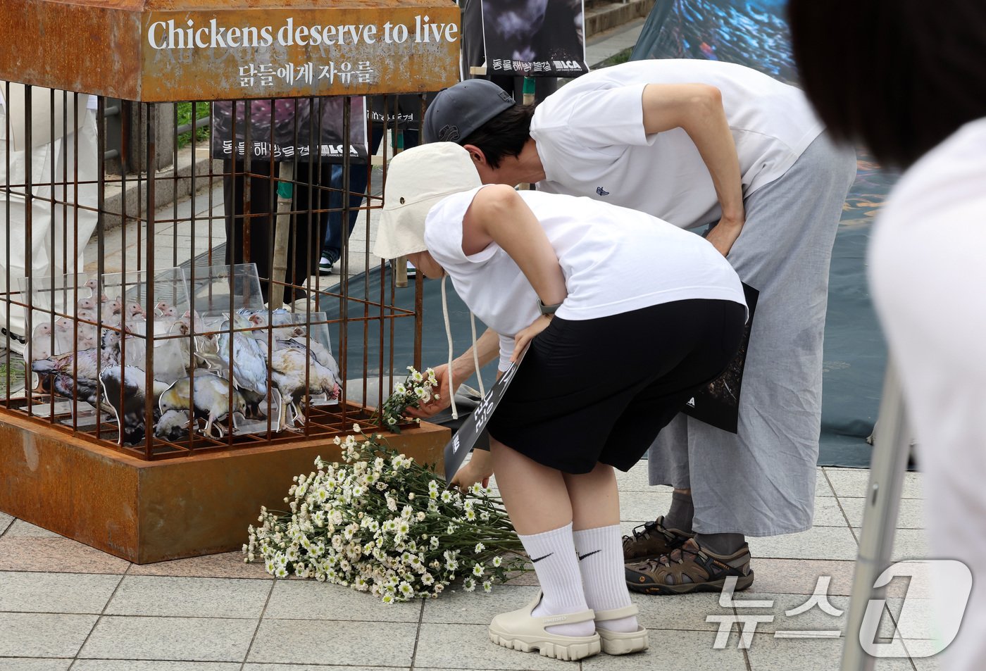 초복인 15일 서울 종로구 보신각 앞에서 열린 &#39;2024 복날추모행동&#39;에서 참가자들이 밀집 사육되는 닭의 모습이 담긴 사육장에 헌화하고 있다.2024.7.15/뉴스1 ⓒ News1 이동해 기자