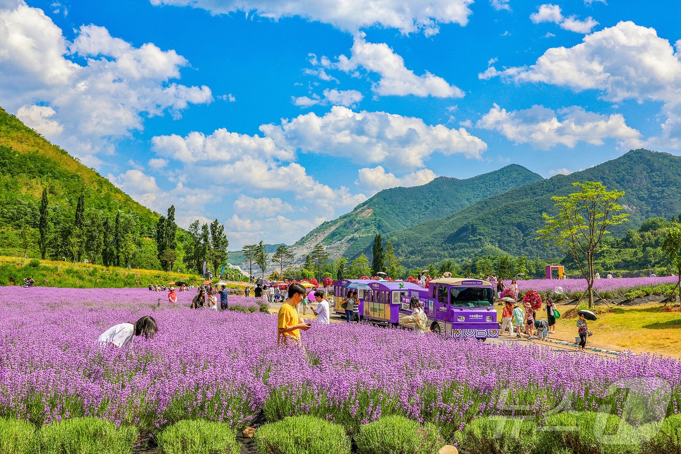 본문 이미지 - 동해시 무릉별유천지 라벤더 축제.(동해시 제공) 2024.7.15/뉴스1