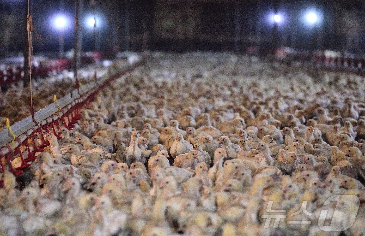 본문 이미지 - 삼계탕 생산을 위해 밀집 사육 시설에서 살고 있는 닭들(동물해방물결 제공) ⓒ 뉴스1