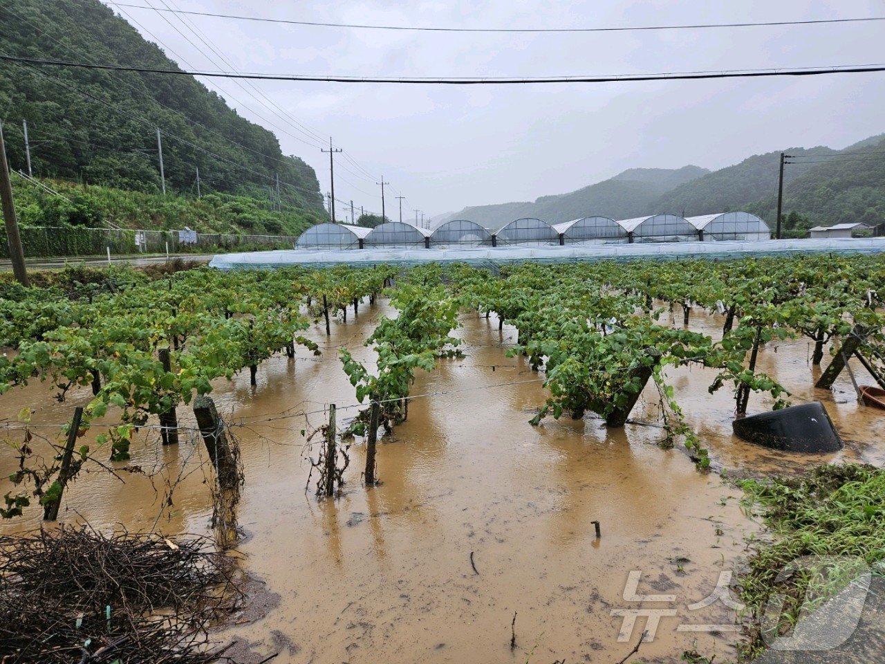본문 이미지 - 지난 7~10일 집중호우 당시 빗물에 잠긴 포도밭 /뉴스1 