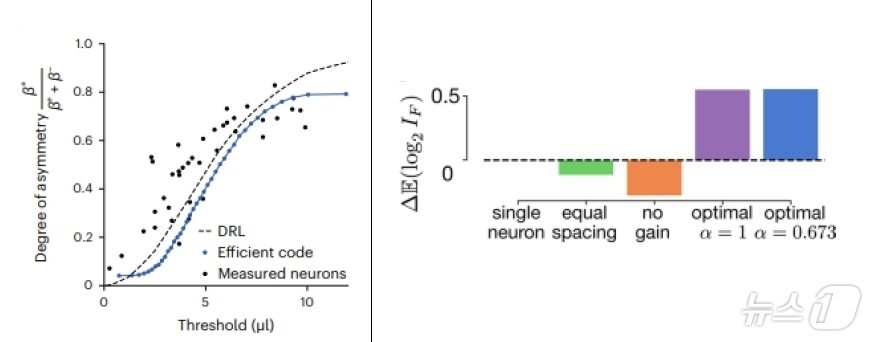 분포형강화학습&#40;DRL&#41;과 효율코딩가설&#40;Efficient code&#41;의 예측값이 실제로 측정한 뉴런의 관측값&#40;Measured neurons&#41;과 동일하게 나타난다.&#40;왼쪽&#41; 효율코딩가설을 따를 때 뉴런들&#40;optimal&#41;이 다른 방식으로 분포된 뉴런들 대비 크게 정보량을 최대화하고 있음을 보여준다.&#40;오른쪽&#41;