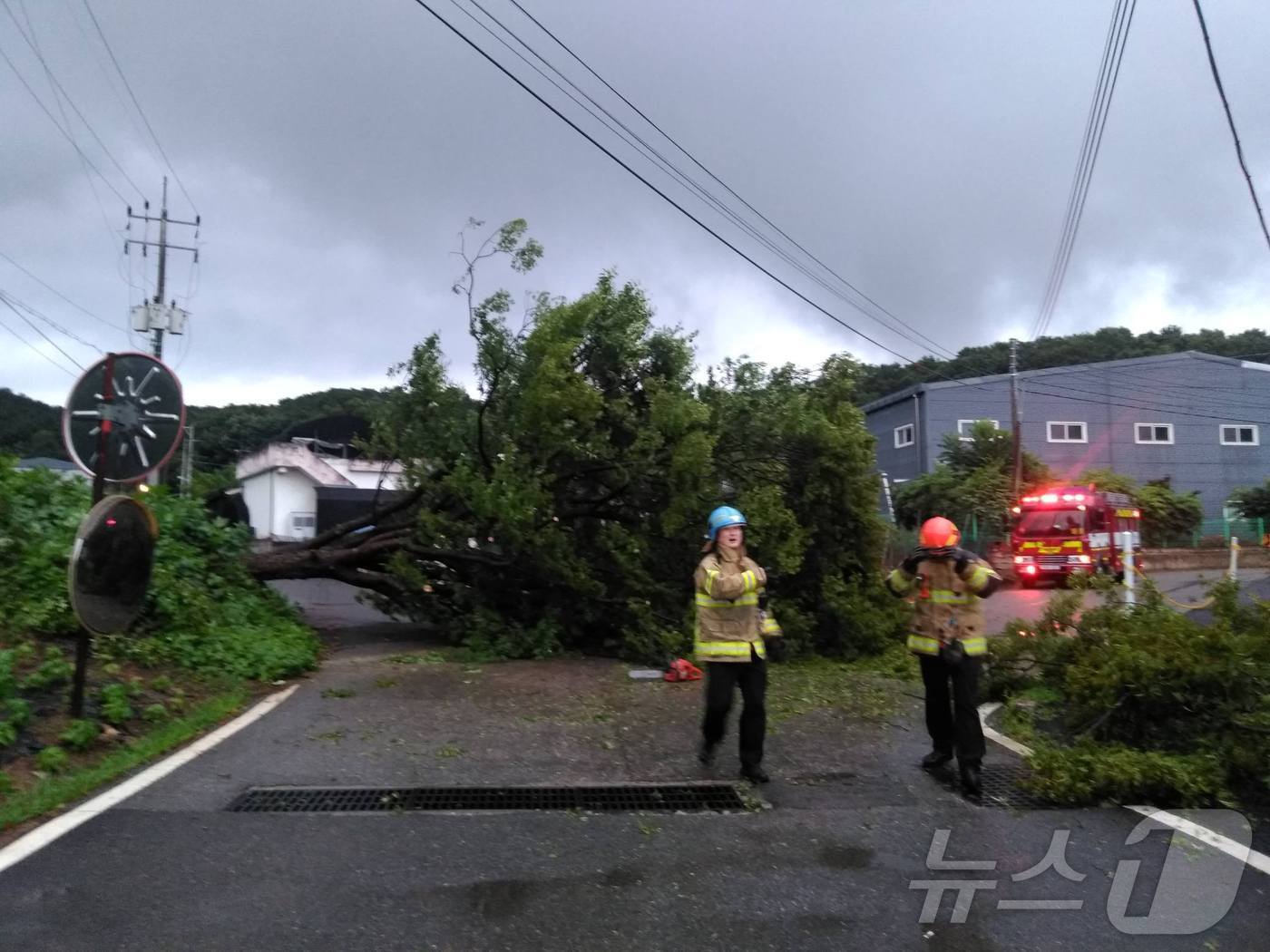 본문 이미지 - 16일 오후 파주시 탄현면의 한 도로에 나무가 쓰러져 출동한 소방대원들이 복구작업을 벌이고 있다. (경기북부소방재난본부 제공)