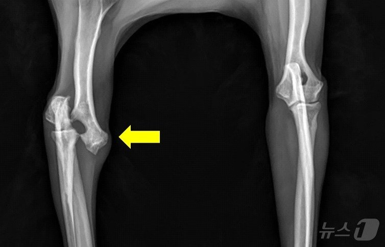 본문 이미지 - 낙상으로 인해 오른쪽 앞다리 골절상을 입은 강아지의 엑스레이 사진&#40;VIP동물의료센터 제공&#41; ⓒ 뉴스1