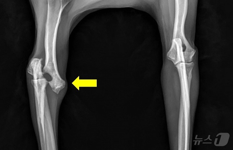 낙상으로 인해 오른쪽 앞다리 골절상을 입은 강아지의 엑스레이 사진&#40;VIP동물의료센터 제공&#41; ⓒ 뉴스1