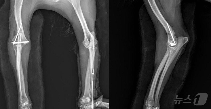 본문 이미지 - 강아지의 앞다리 수술 후 촬영한 엑스레이 사진&#40;VIP동물의료센터 제공&#41; ⓒ 뉴스1